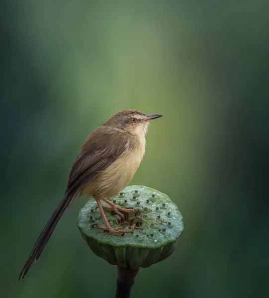 Plaine Prinia (Prinia inornata) sur fleur de lotus . — Photo