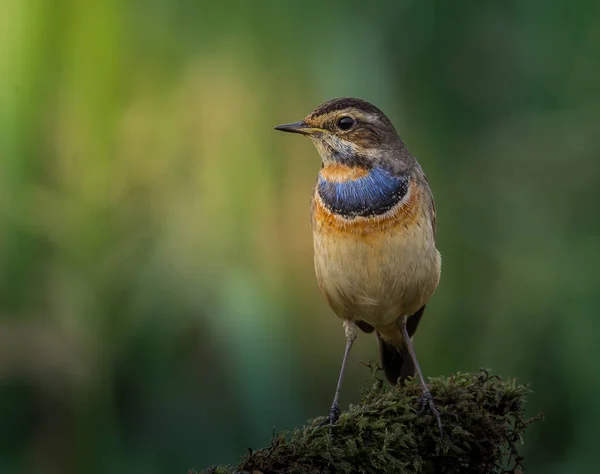 Bluethroat ( Luscinia svecica ) on dry branch. — Stock Photo, Image