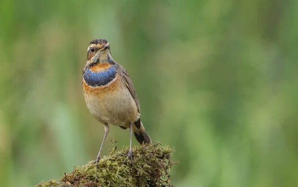 Podróżniczek (Luscinia svecica) na suchej gałęzi. — Zdjęcie stockowe