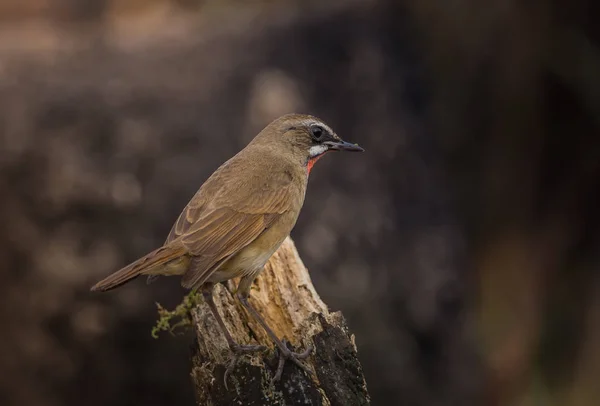 Rubythroat siberiano (Luscinia calliope) su ramo secco . — Foto Stock