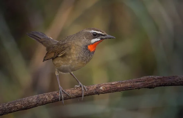 Sibirische Rubinwurzel (Luscinia calliope) auf trockenem Zweig. — Stockfoto