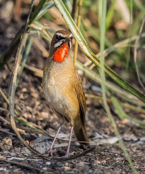 Słowik rubinowy (Luscinia calliope) na ziemi. — Zdjęcie stockowe