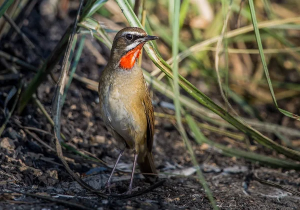 Słowik rubinowy (Luscinia calliope) na ziemi. — Zdjęcie stockowe