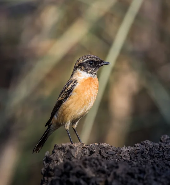 Stonechat orientale (Saxicola rubicola) a terra . — Foto Stock