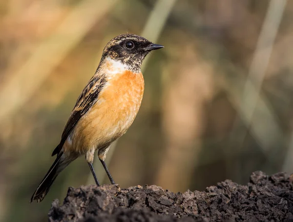 Východní Bramborníček černohlavý (Saxicola rubicola) na zemi. — Stock fotografie