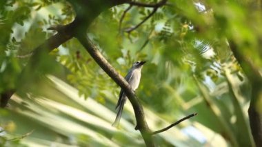 Şube ağaç üzerinde küllü çaylak herif.