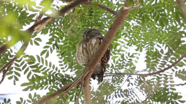 Asya Owlet Ağaç Üzerinde Şube Çubuklu — Stok video