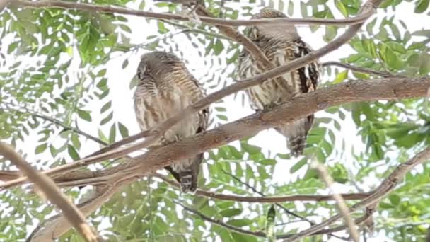 Asiatico Barred Gufo Ramo Albero — Video Stock