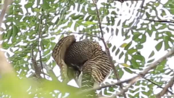 Asya Owlet Ağaç Üzerinde Şube Çubuklu — Stok video