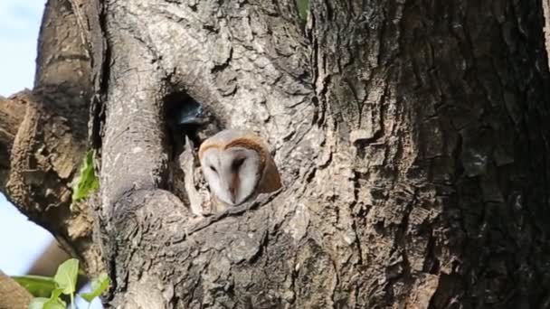 Schleiereule Loch Auf Baum — Stockvideo