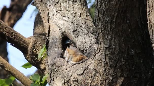 Peçeli Baykuş Delik Ağaç Üzerinde — Stok video