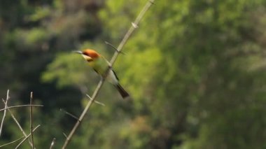 Kestane başlı arı kuşugiller dalı Park. 