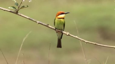 Kestane başlı arı kuşugiller dalı Park. 