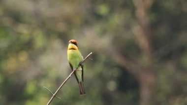 Kestane başlı arı kuşugiller dalı Park. 