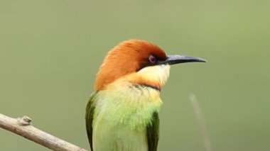 Kestane başlı arı kuşugiller dalı Park. 