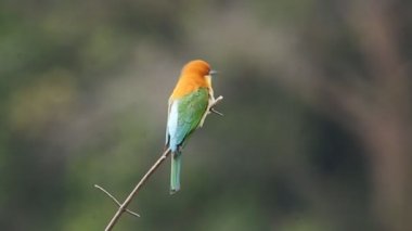 Kestane başlı arı kuşugiller dalı Park. 