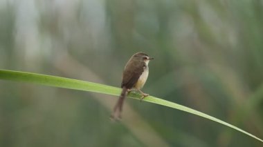 Parkta çim yaprağı üzerinde Düz Prinia.