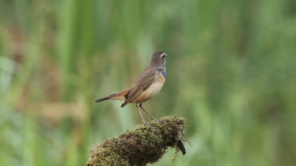 Bluethraot Luscinia Svecica Torr Gren — Stockvideo