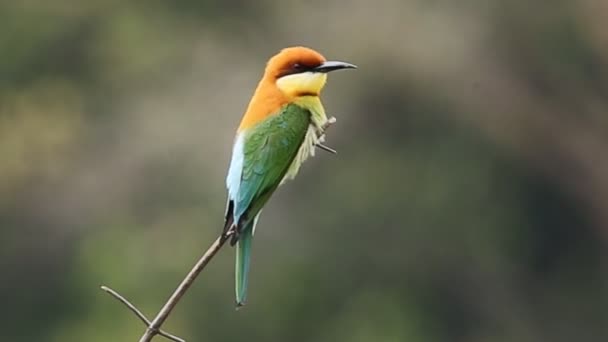 Kestane Başlı Arı Kuşugiller Dalı Park — Stok video