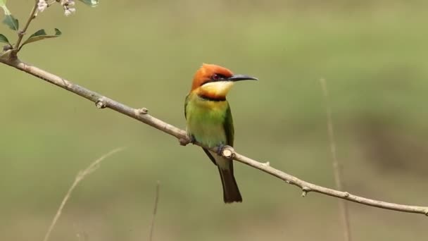 Comedor Abelhas Cabeça Castanha Filial Parque — Vídeo de Stock