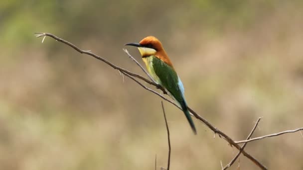 Kaštan Vedl Bee Eater Větvi Parku — Stock video