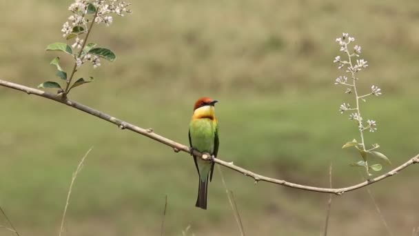 Kastanje Headed Bijeneter Tak Park — Stockvideo