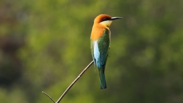 Castaño Cabeza Bee Eater Rama Parque — Vídeos de Stock