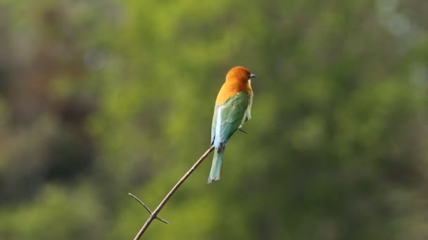 Mangeur d'abeilles à tête châtaigne sur la branche dans le parc . 