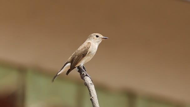 Taiga Flycatcher Ficedula Parva Rama Seca — Vídeo de stock