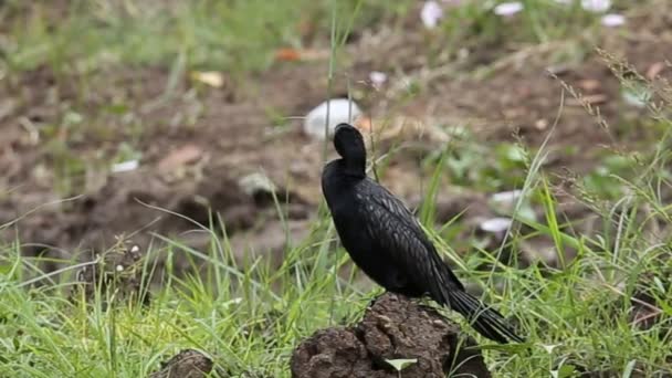 Pequeño Cormorán Suelo Parque — Vídeos de Stock