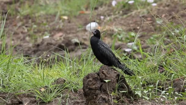 Pequeño Cormorán Suelo Parque — Vídeos de Stock