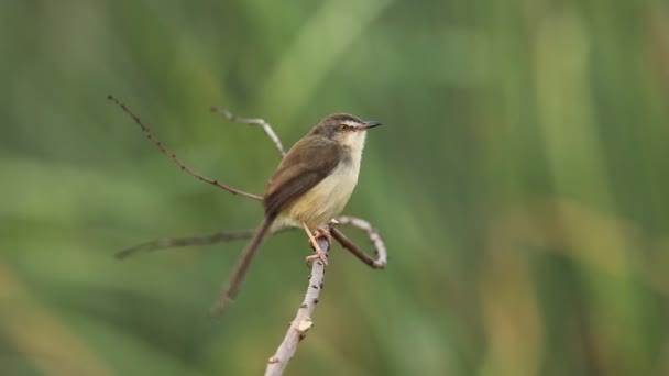 Plain Prinia Branch Tree Park — Stock Video