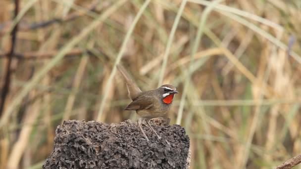 Szibériai Rubythroat Calliope Calliope Alapon — Stock videók