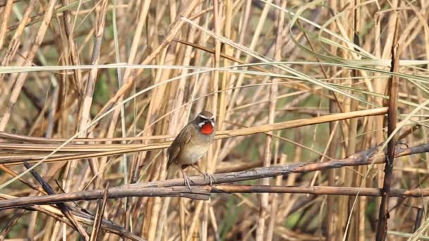 Rubythroat Siberiano Calliope Calliope Sobre Hierba Rama — Vídeo de stock