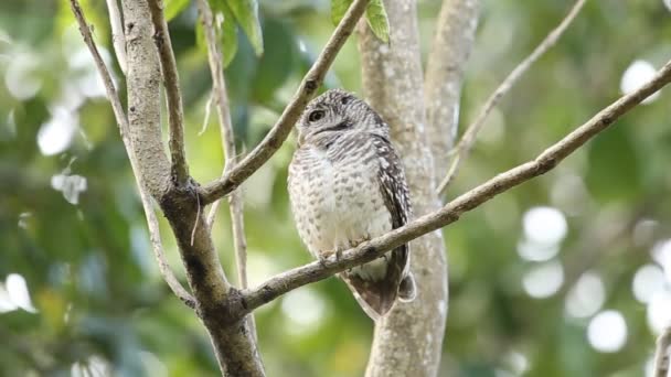 Spotted Owlet Gałęzi Drzewa — Wideo stockowe