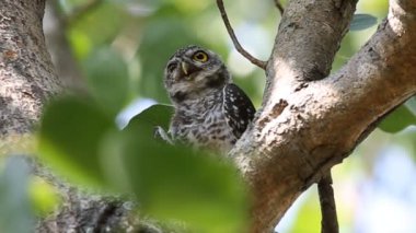 Tayland parkındaki ağaç dalında benekli baykuş..