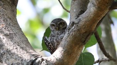 Tayland parkındaki ağaç dalında benekli baykuş..
