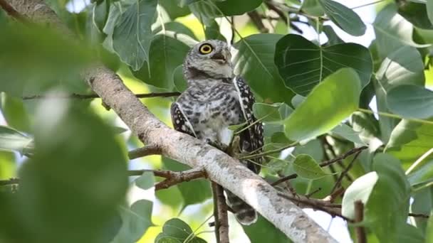 Εντοπίστηκε Owlet Δέντρο Υποκατάστημα Στο Πάρκο Της Ταϊλάνδης — Αρχείο Βίντεο