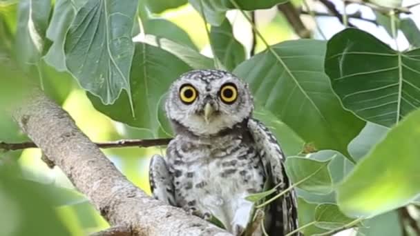 Spotted Owlet Branch Tree Park Thailand — Stock Video