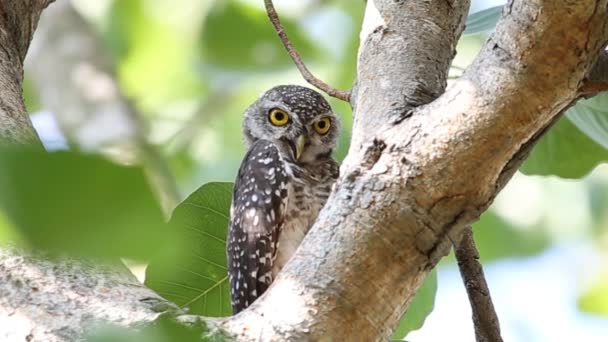 Chouette Tachetée Sur Arbre Branches Dans Parc Thaïlande — Video