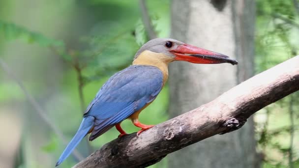 Stork Fakturerade Kingfisher Gren Träd Thailand — Stockvideo