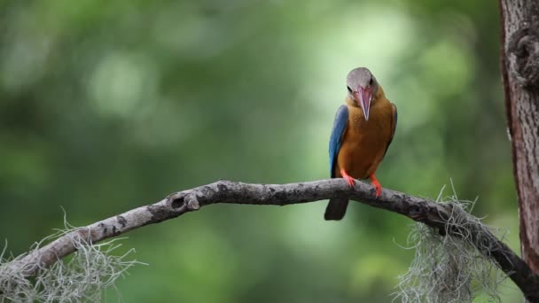 Stork Fakturerade Kingfisher Gren Träd Thailand — Stockvideo