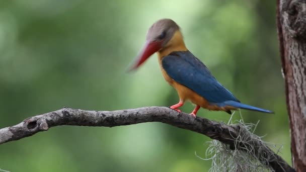 Stork Fakturerade Kingfisher Gren Träd Thailand — Stockvideo