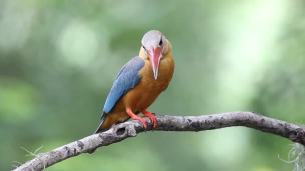 Stork Fakturerade Kingfisher Gren Träd Thailand — Stockvideo