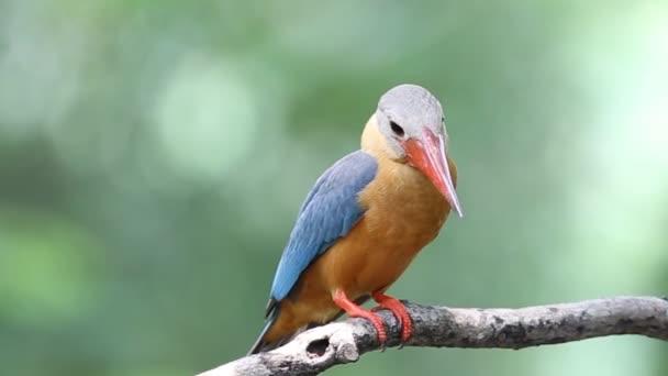 Cegonha Faturado Kingfisher Árvore Ramo Tailândia — Vídeo de Stock