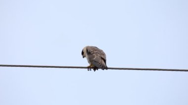 Elektrik kablolarında gökyüzü arka planında siyah omuzlu uçurtma. 