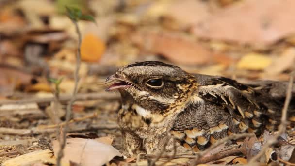 Nightjar Med Stor Hale Caprimulgus Macrurus Som Sover Bakken – stockvideo