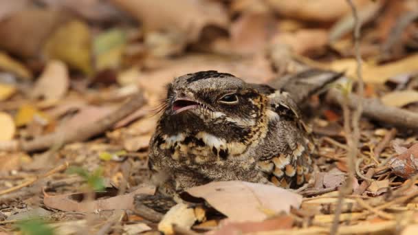 Nightjar Cola Grande Caprimulgus Macrurus Dormir Suelo — Vídeos de Stock