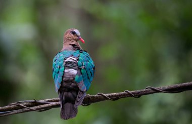 Ağacın dalında Chalcopthe indica.