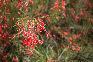  Bahçedeki çeşme (Russelia equisetiforis).